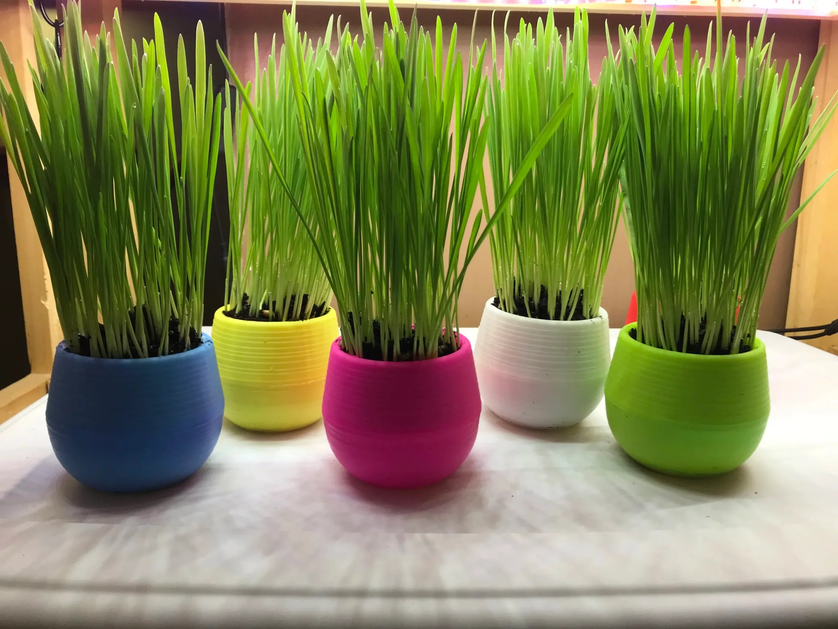 Cat Grass Ball Case