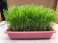 Cat Grass Garden