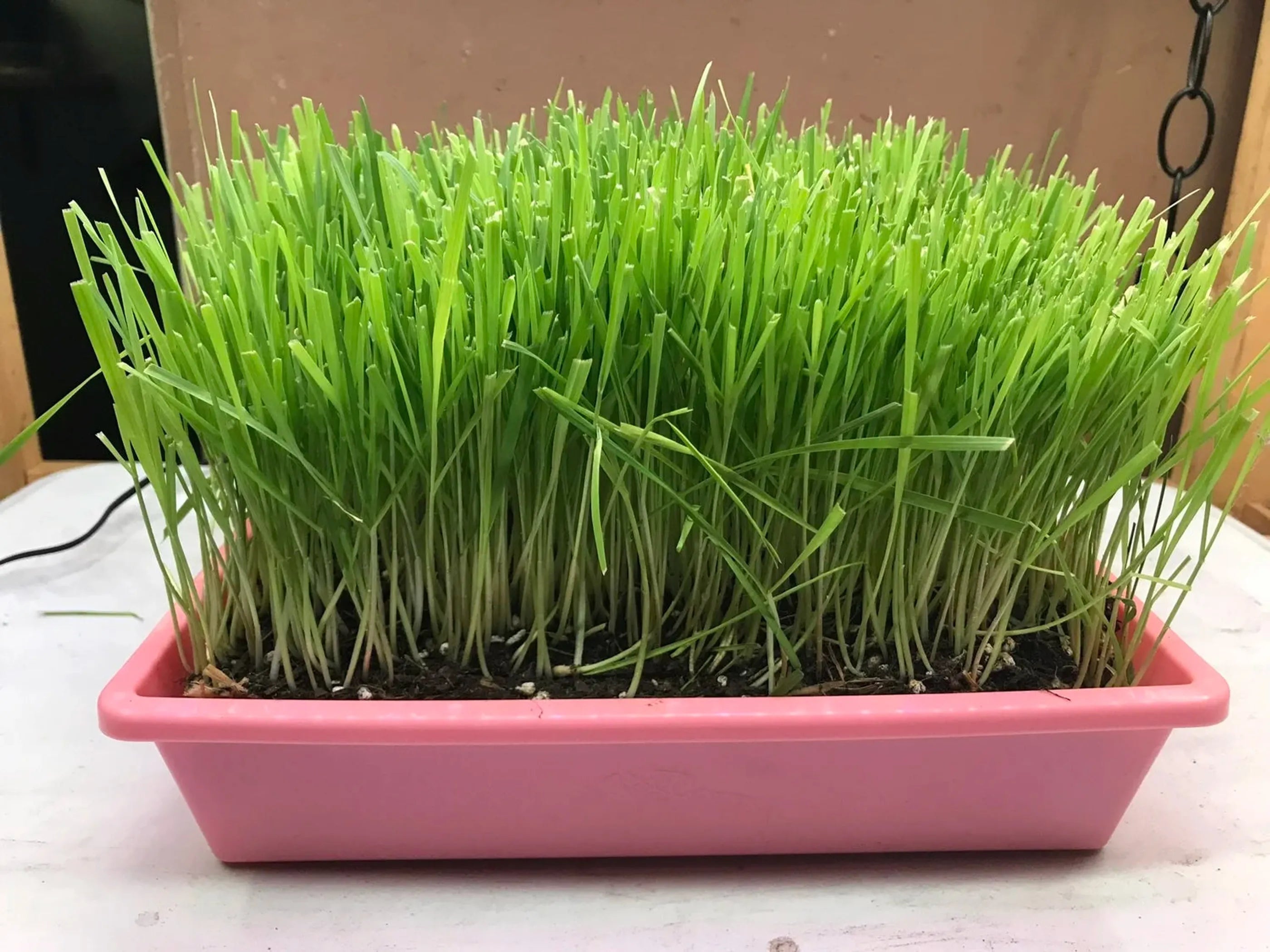 Cat Grass Garden