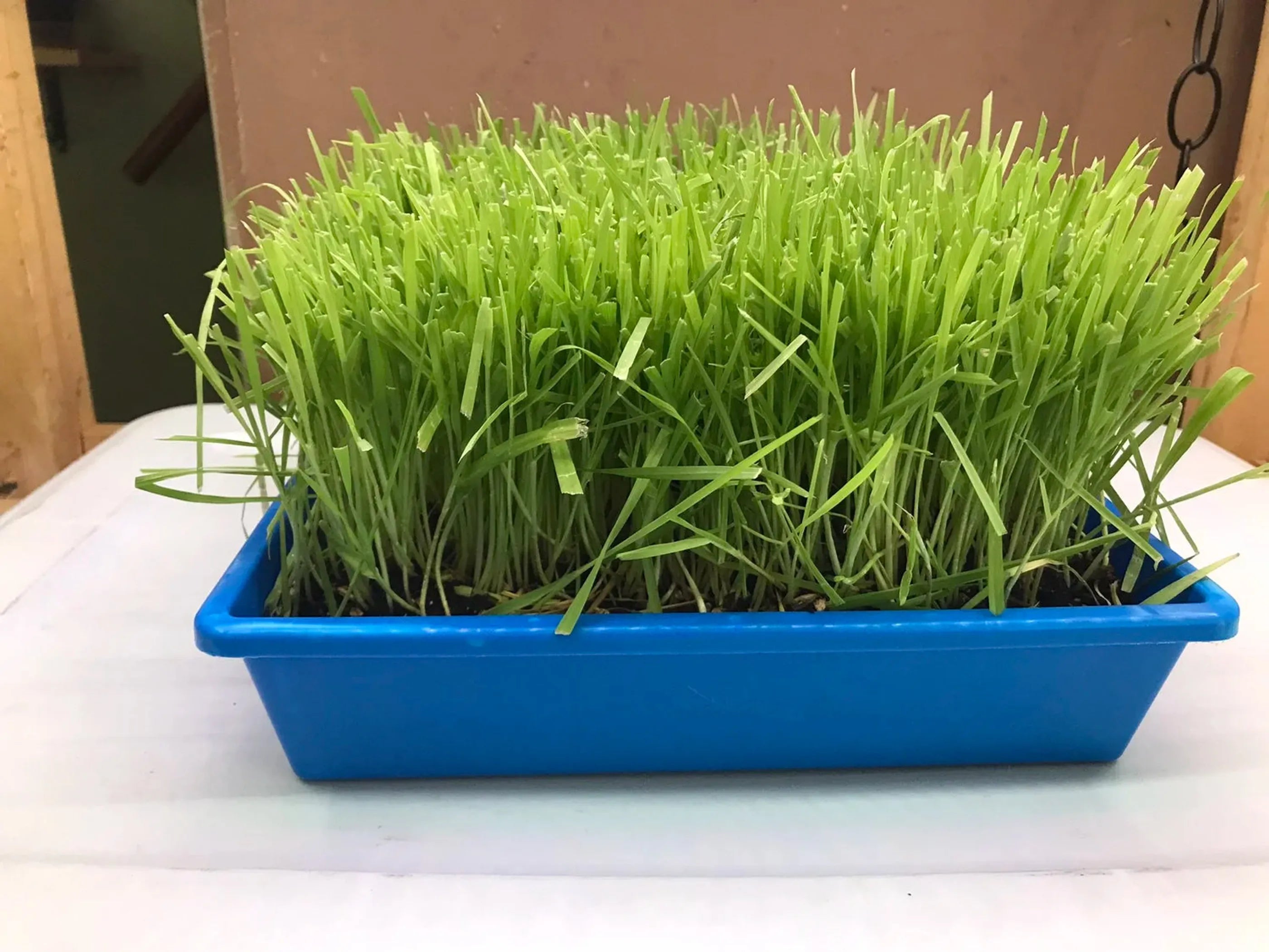 Cat Grass Garden