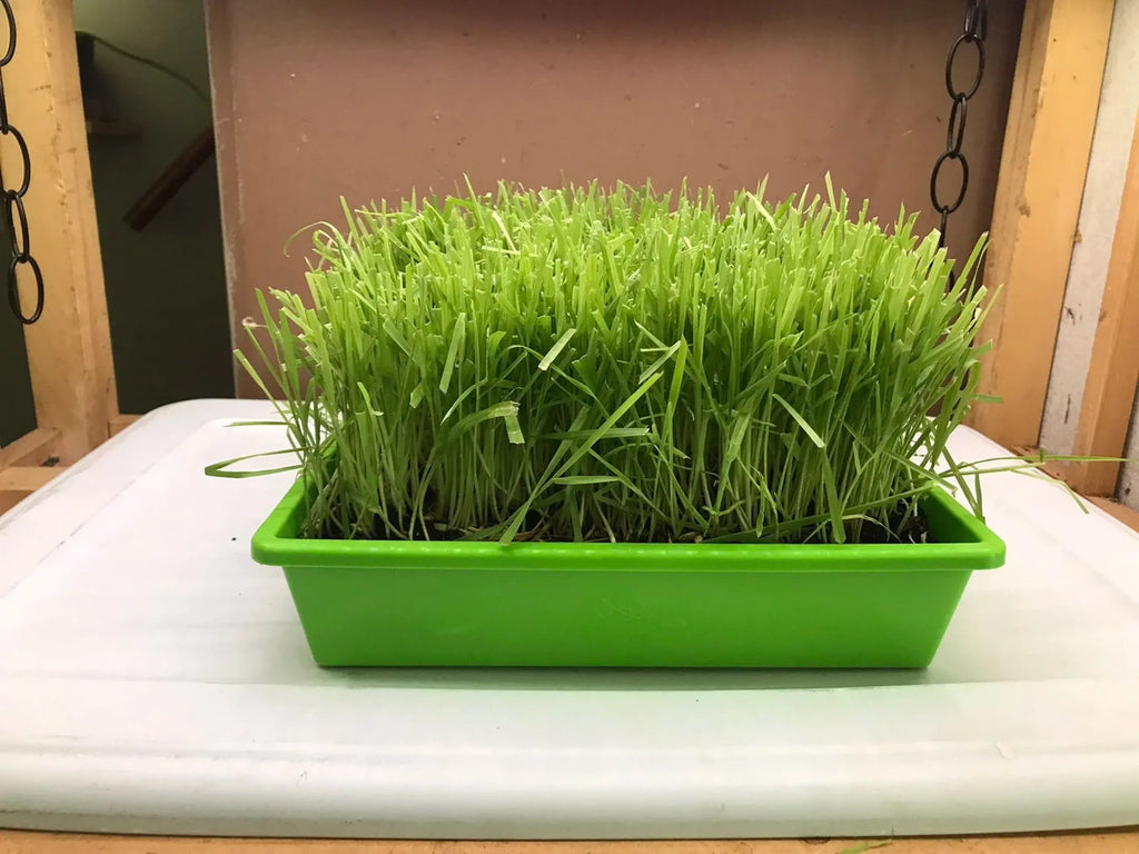 Cat Grass Garden