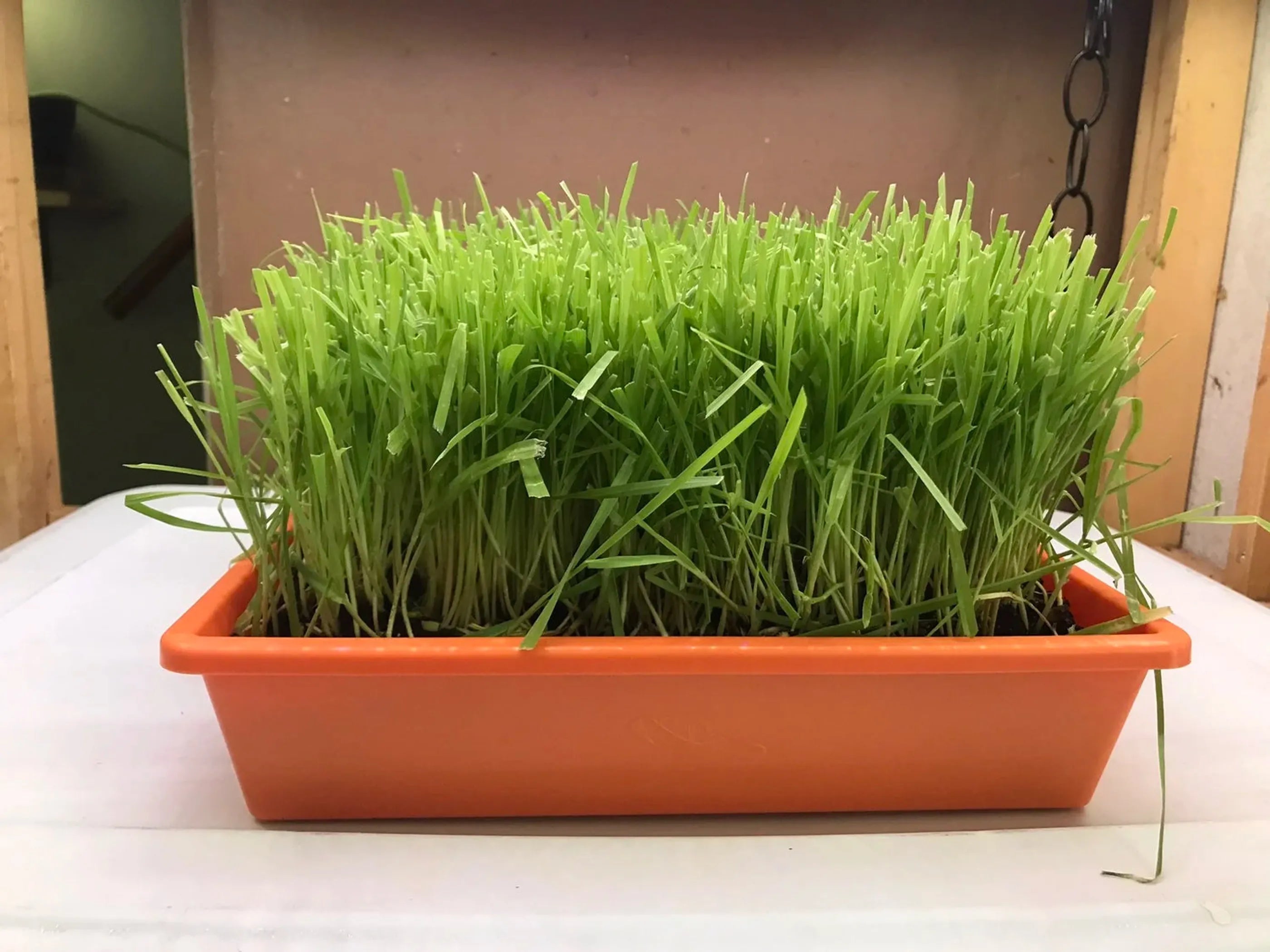 Cat Grass Garden
