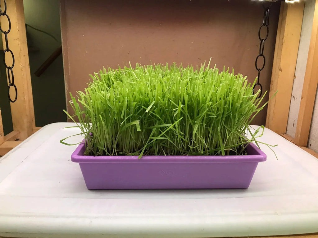 Cat Grass Garden
