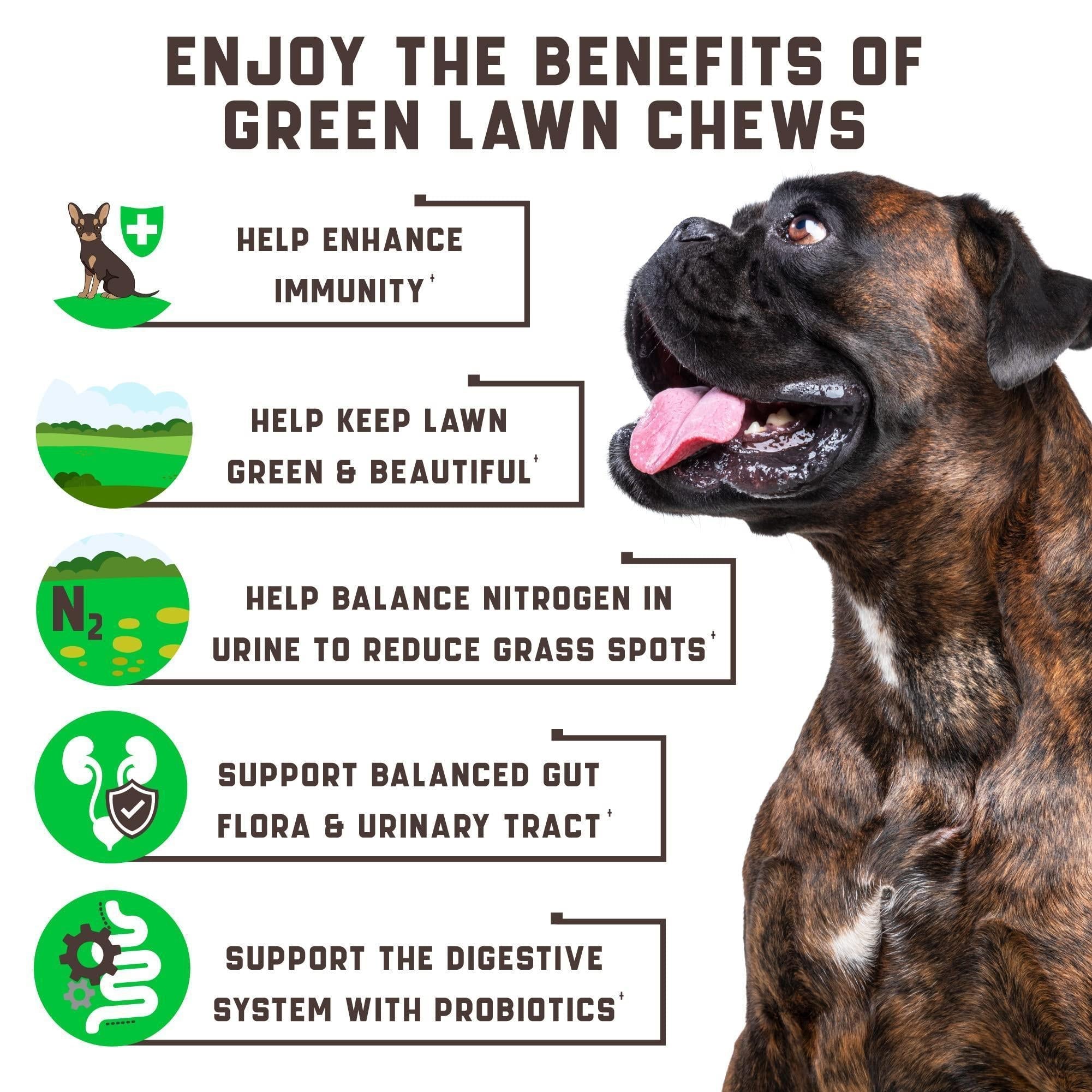 Green Lawn Chews for Dogs Cranberry ACV Digestive Enzymes Natural Dog Urine - Tail Wagger's Haven