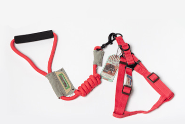 Pet Leash Set for Small Dogs and Cats with Collar - Tail Wagger's Haven