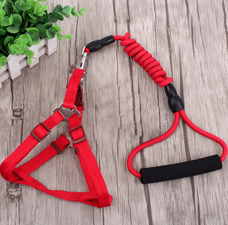 Pet Leash Set for Small Dogs and Cats with Collar - Tail Wagger's Haven